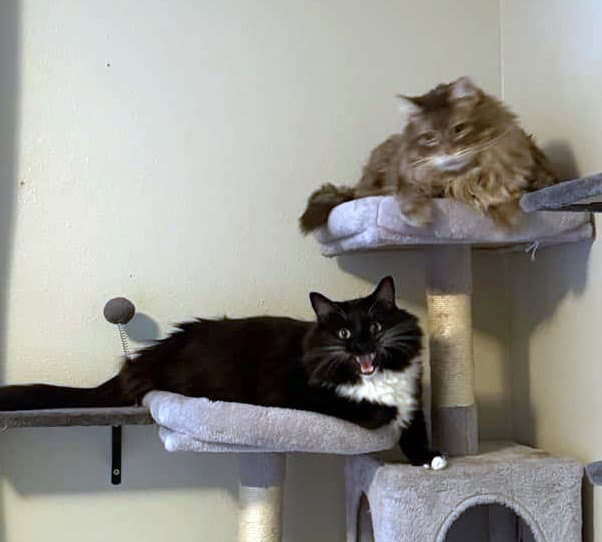 CASTIEL & JONNY #2001 - Offered by Owner