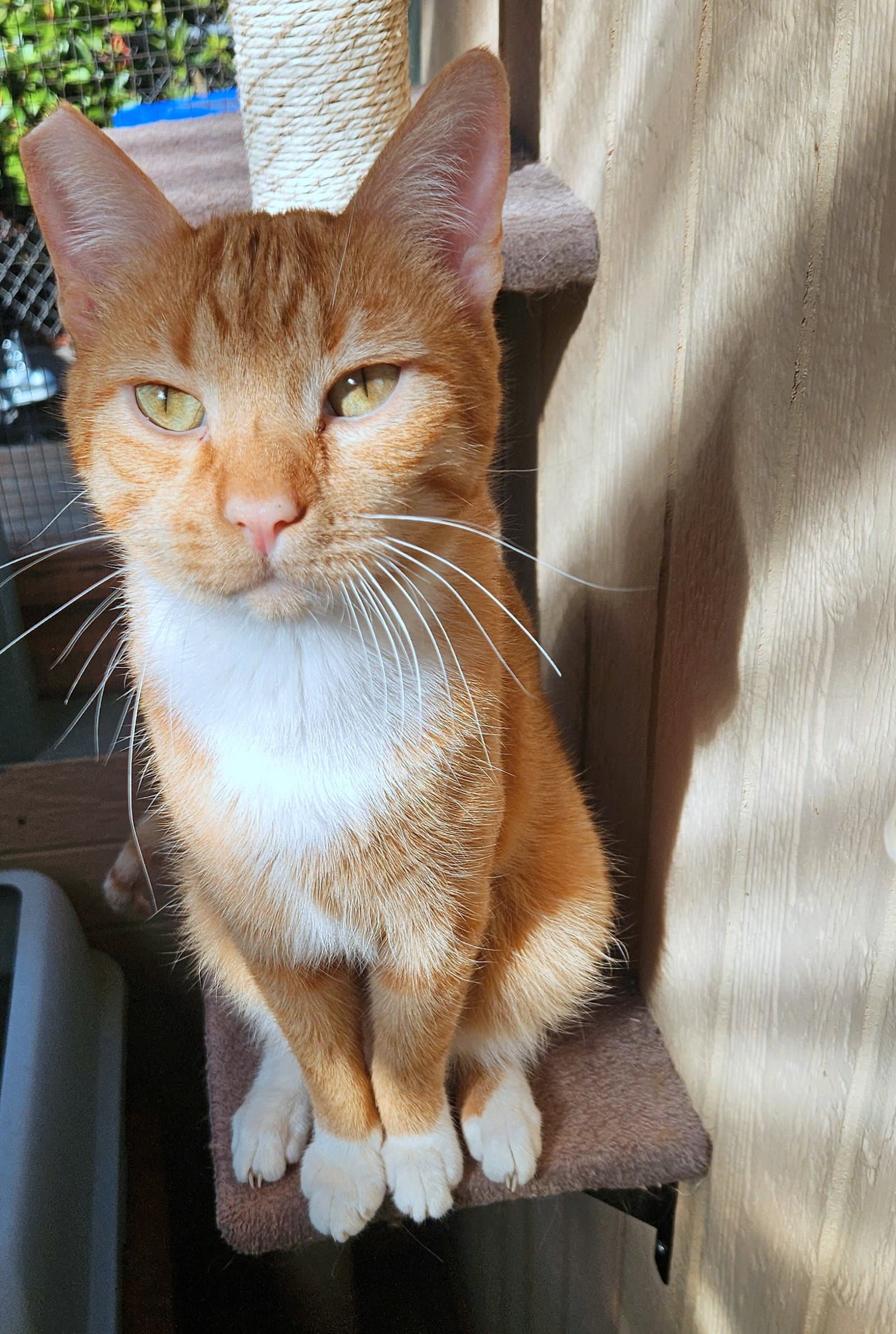CHEDDAR #2025 - Offered by Owner - Big & Friendly