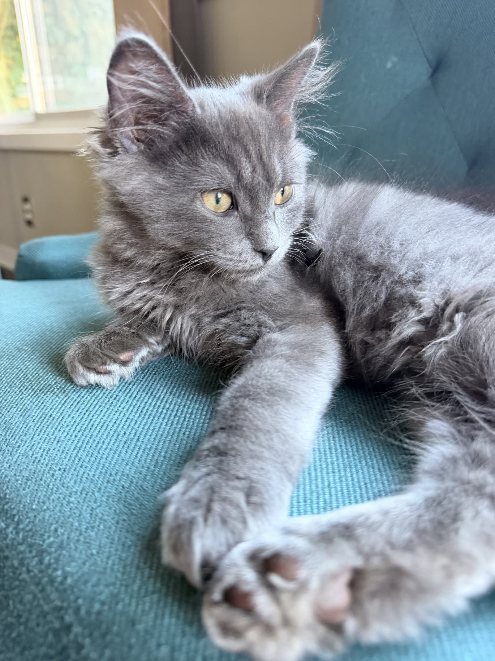 SARDINE (and Roux) - Foodie Litter