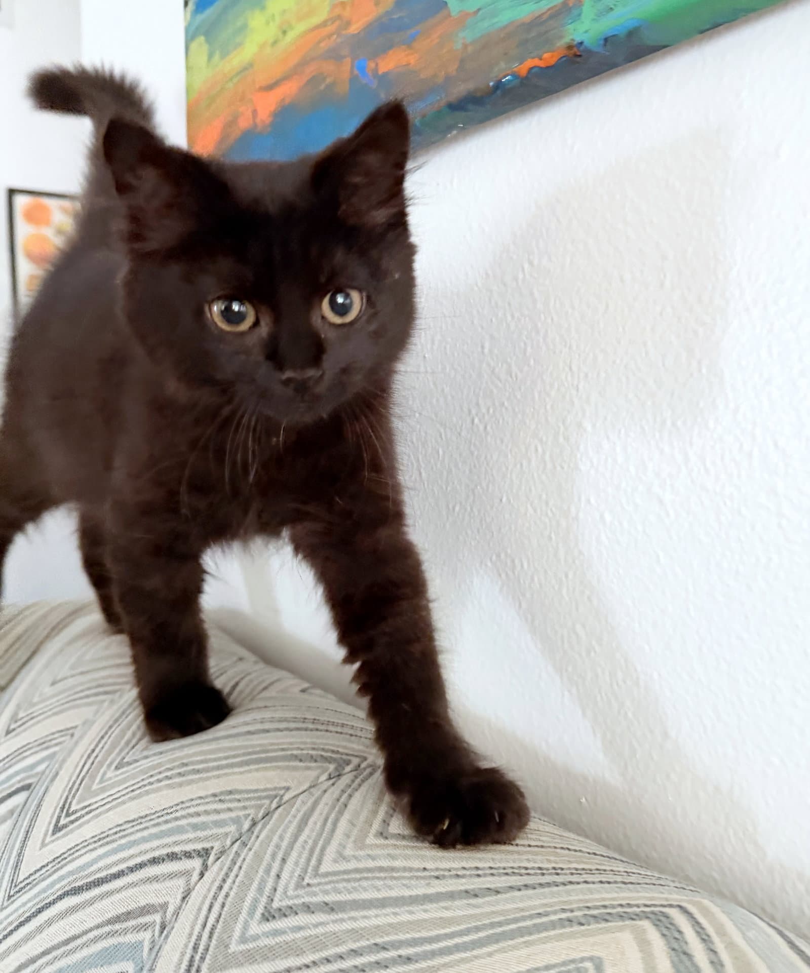 ROUX - (and Sardine) Foodie Litter