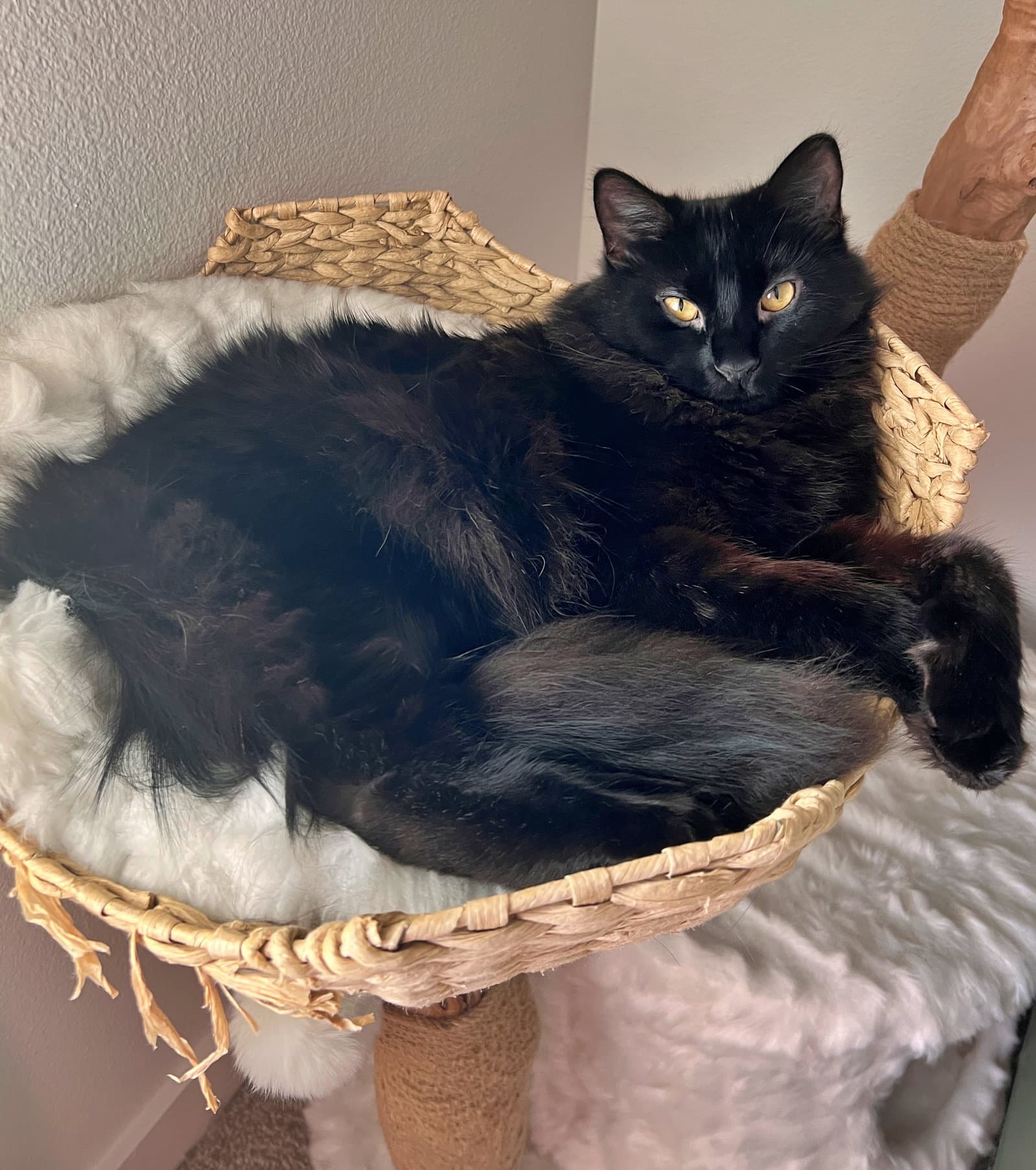 BEEF #2024 - Offered by Owner - Floofy Black Beaut