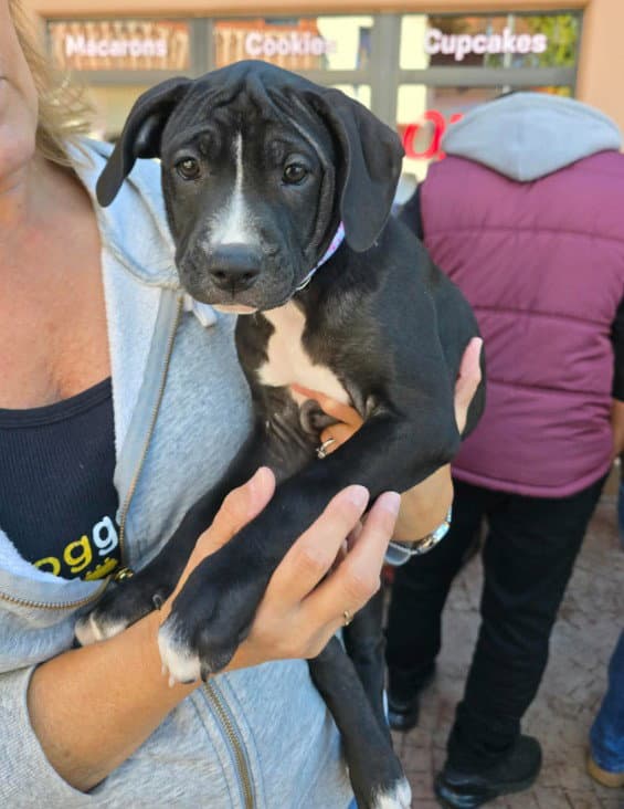 SR Puppy 2/21