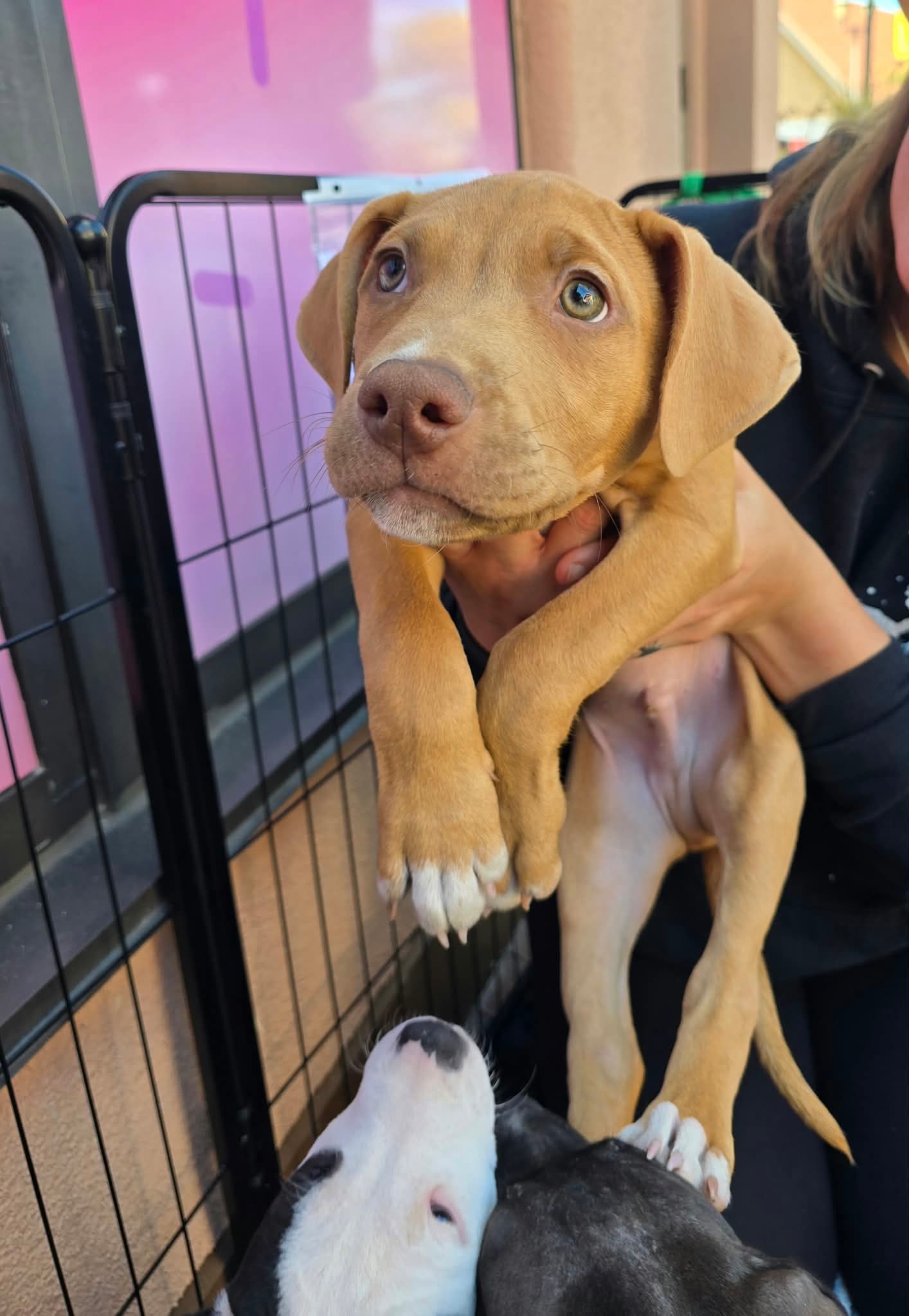 SR Puppy 4/21