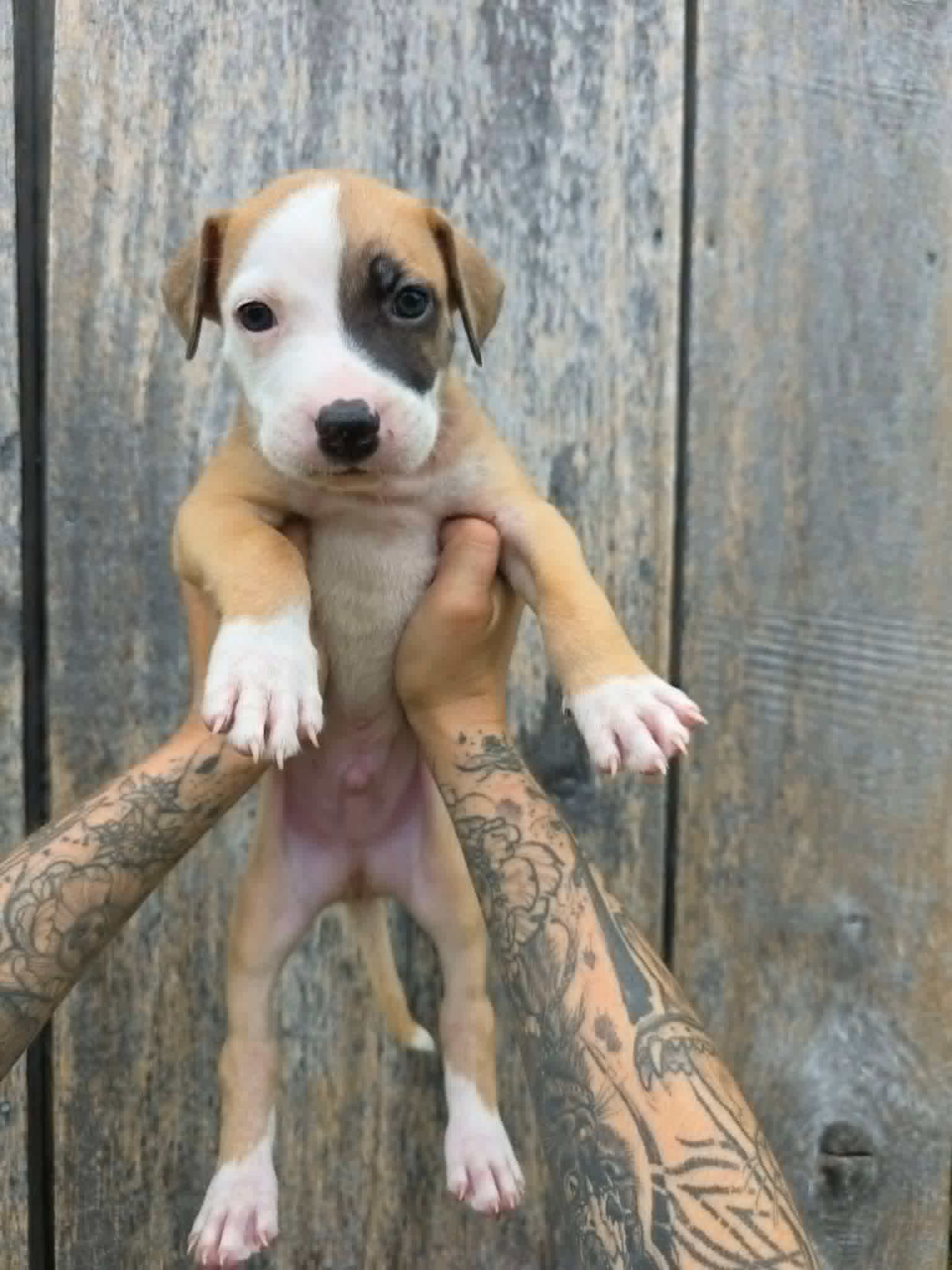SR Puppy 7/21 - PENDING