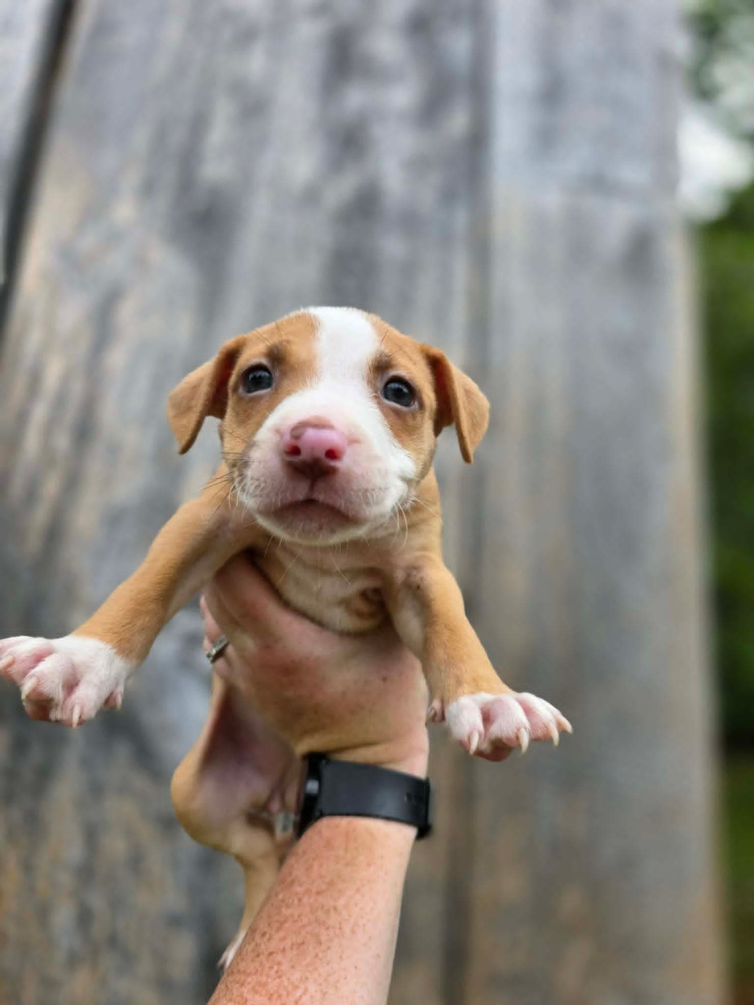 SR Puppy 12/21
