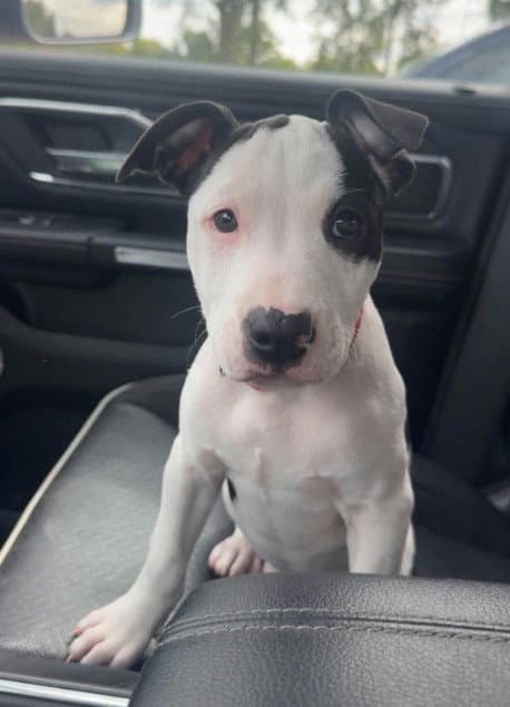 SR Puppy 16/21