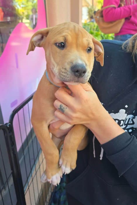 SR Puppy 20/21