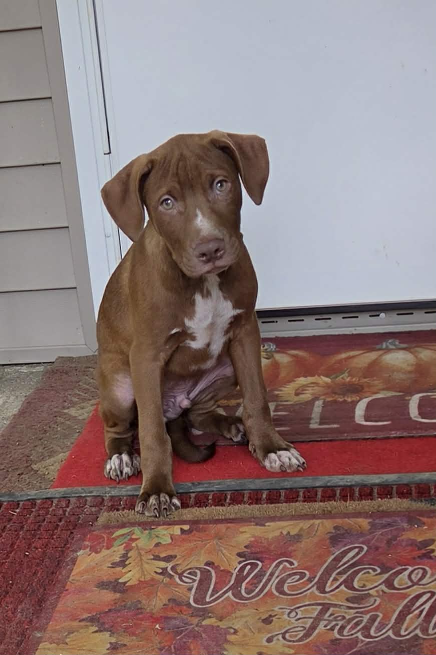 Puppy 2 (NY-Shari)
