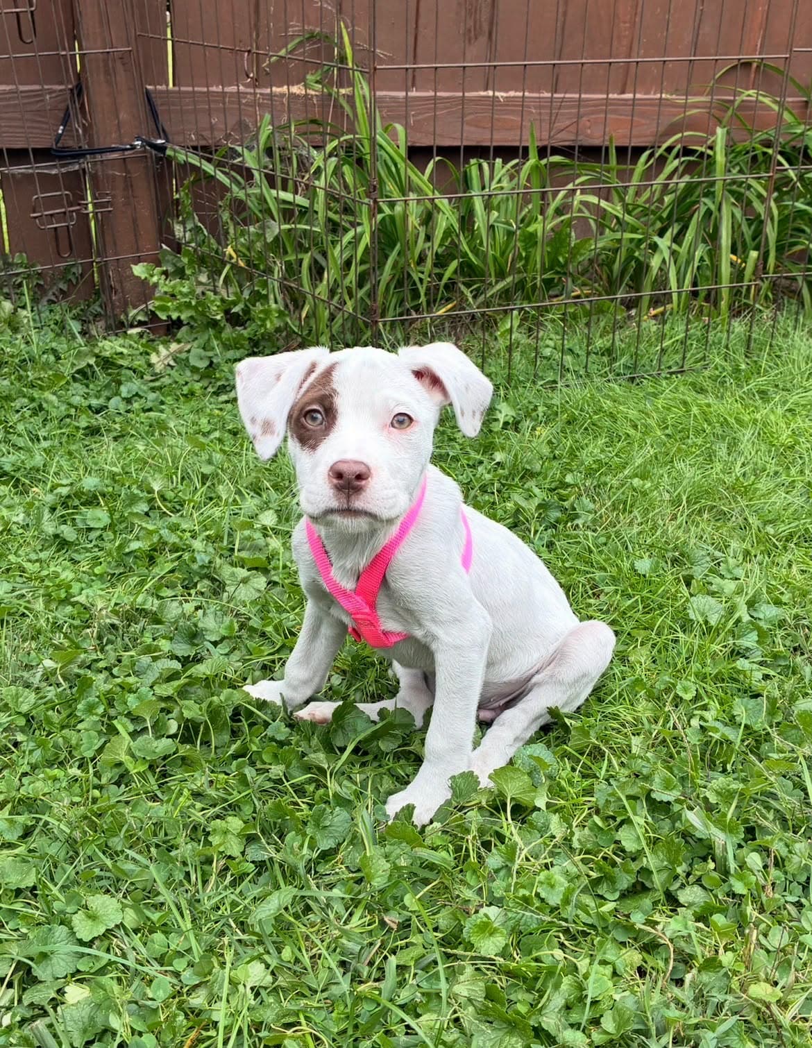 Puppy B (NY-Emily)