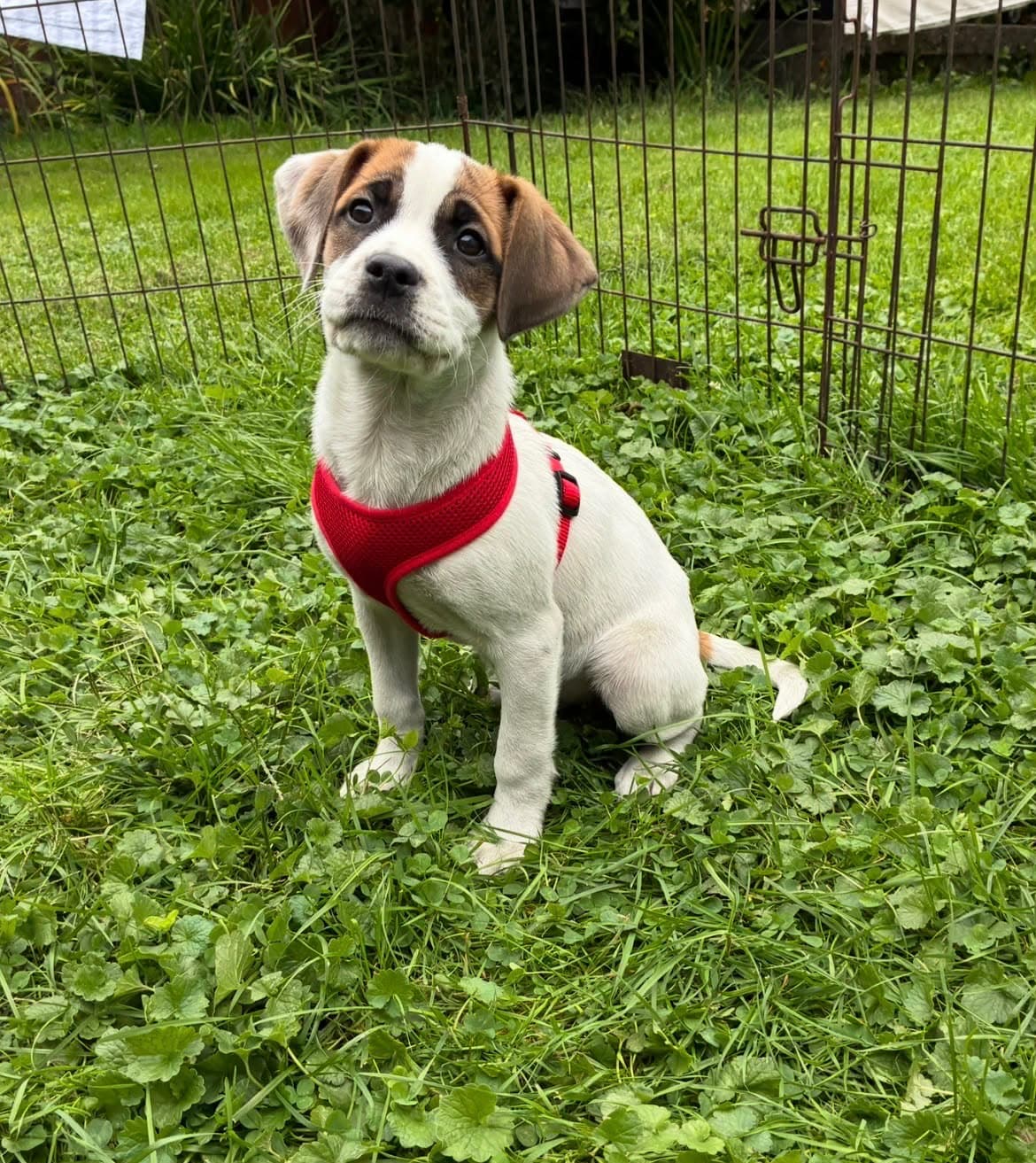 Puppy E (NY-Emily)