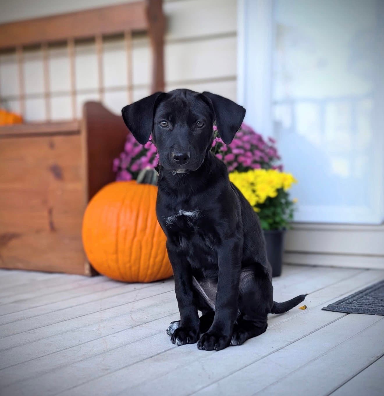 Petrie (NY-Danielle)