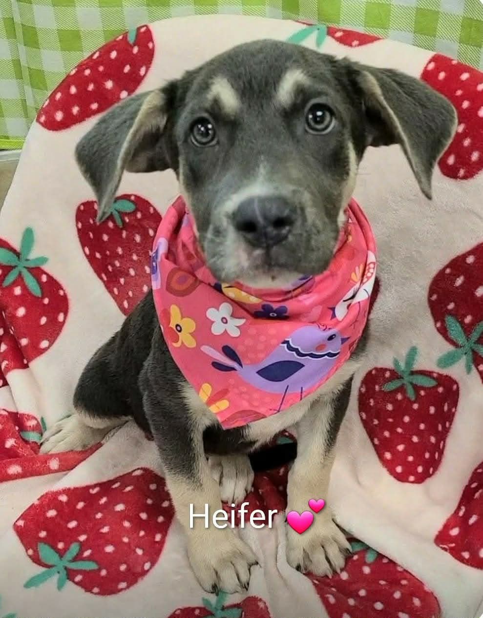 Heifer (NY-Shari)