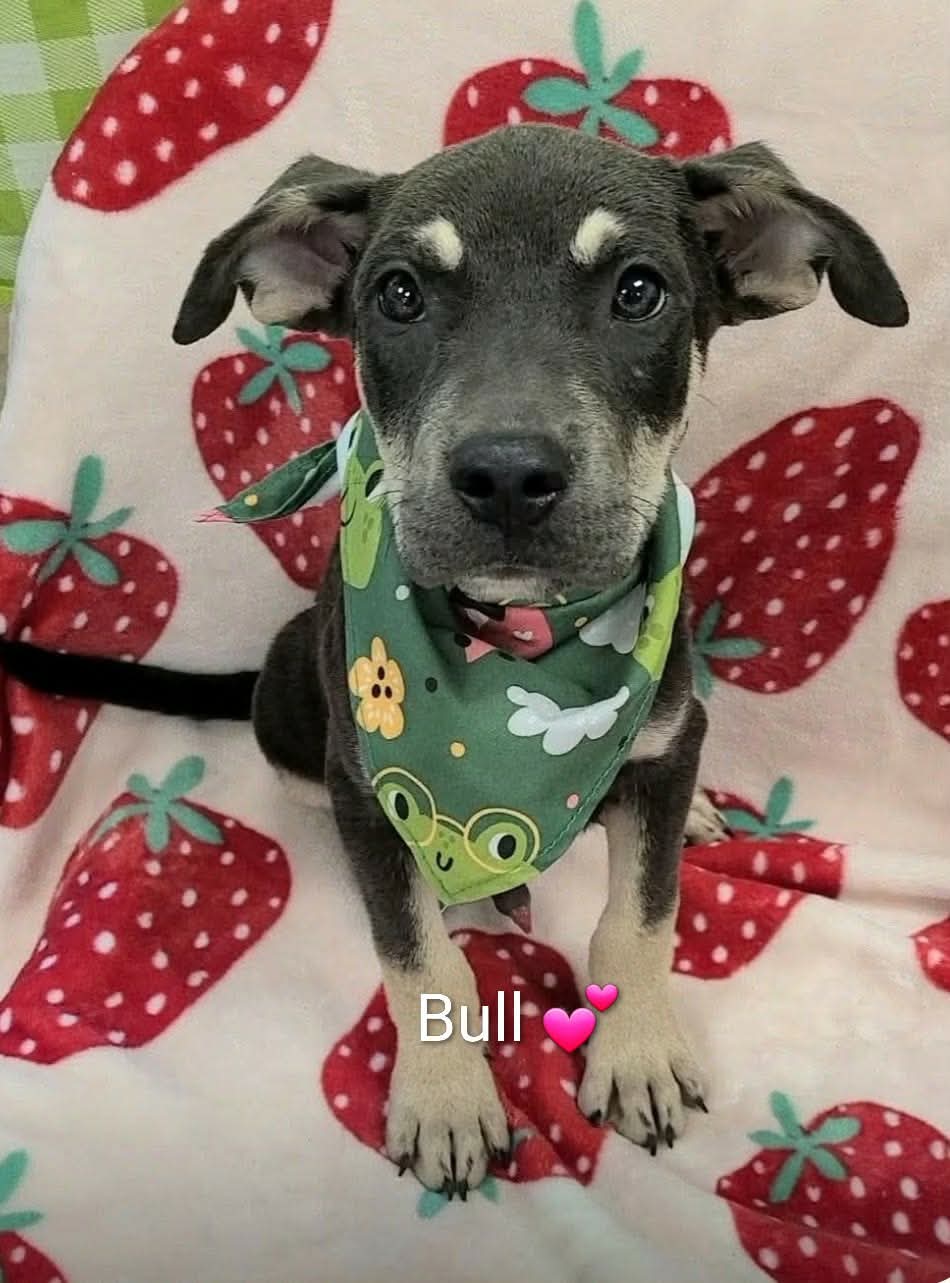 Bull (NY-Shari)