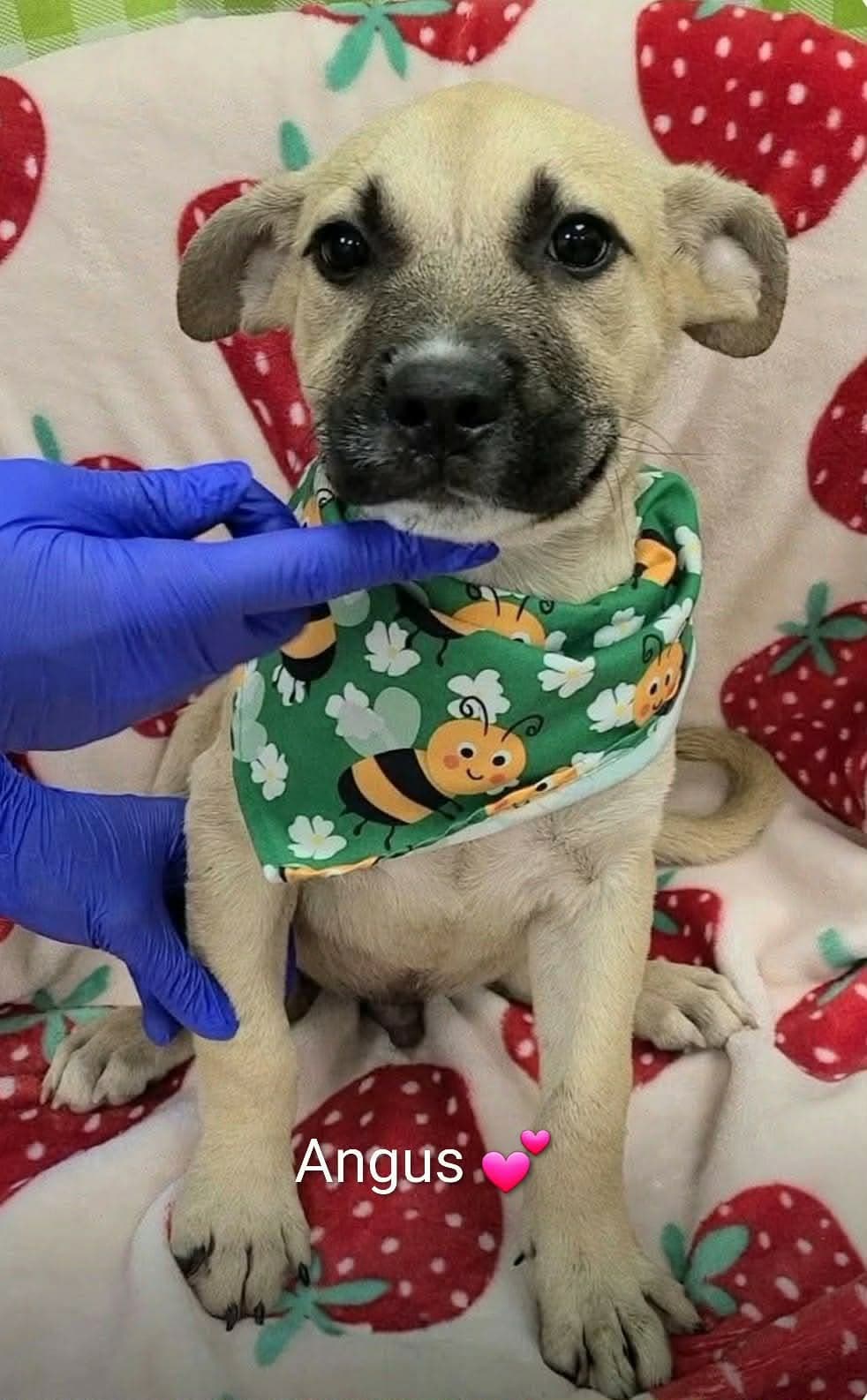 Angus (NY-Shari)
