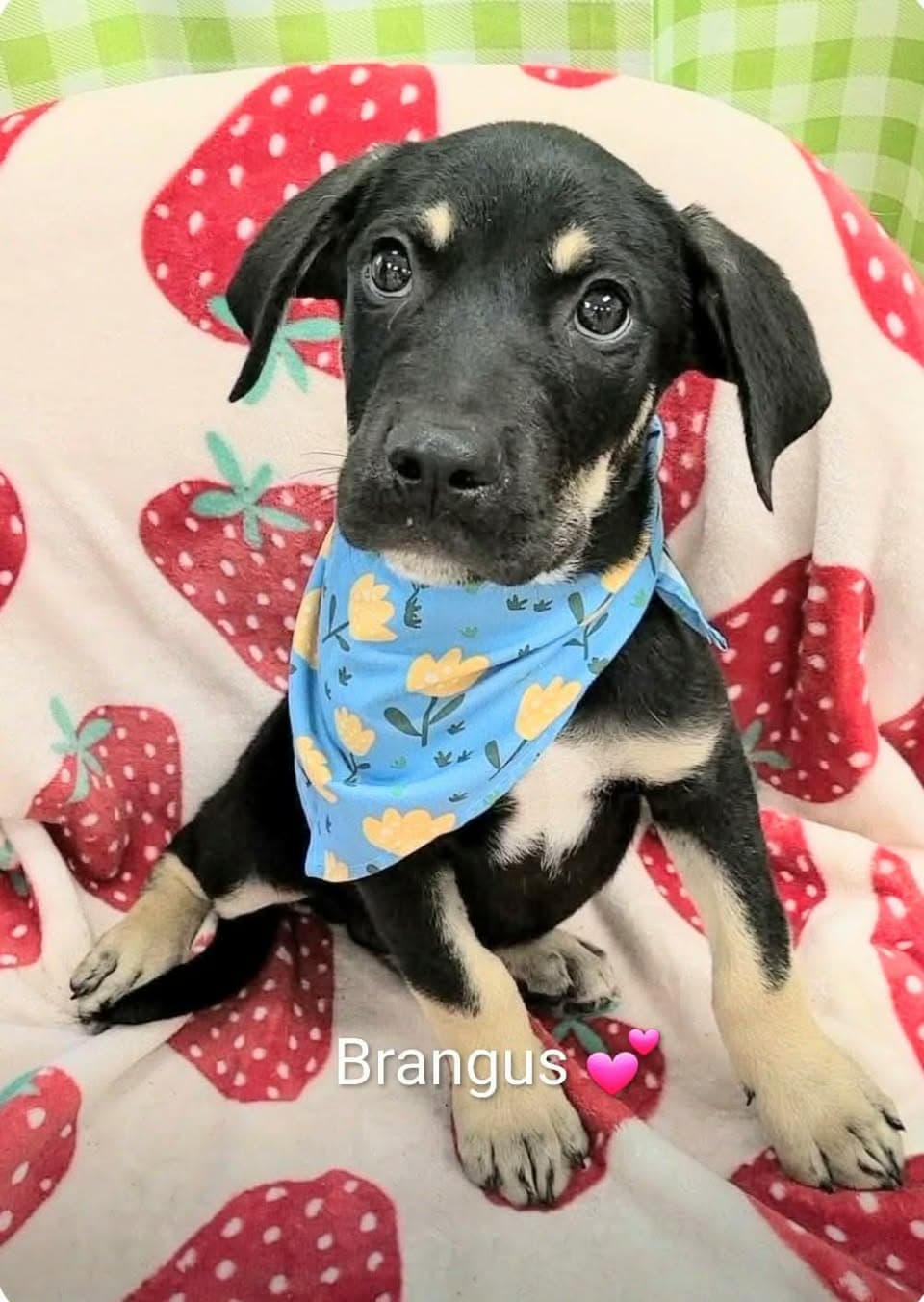 Brangus (NY-Shari)