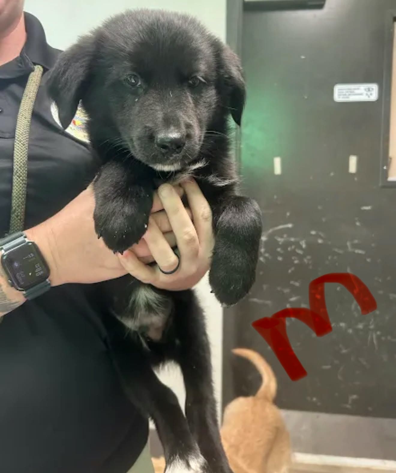 Oreo (NY-Sarah)
