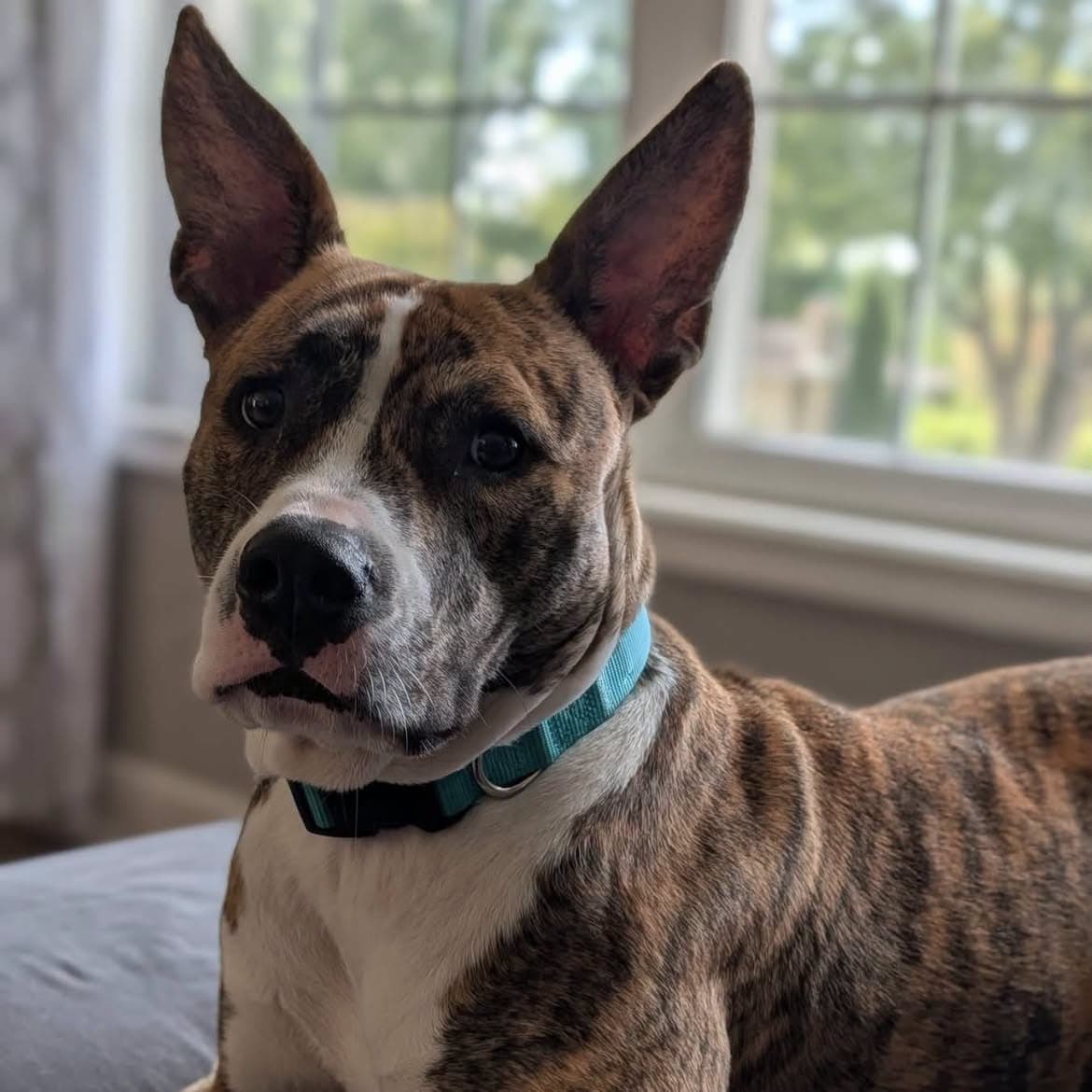 Suki