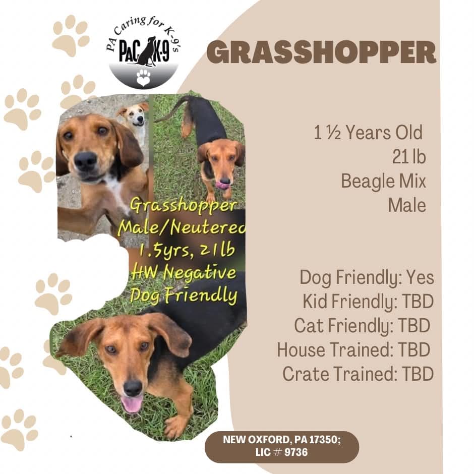Grasshopper
