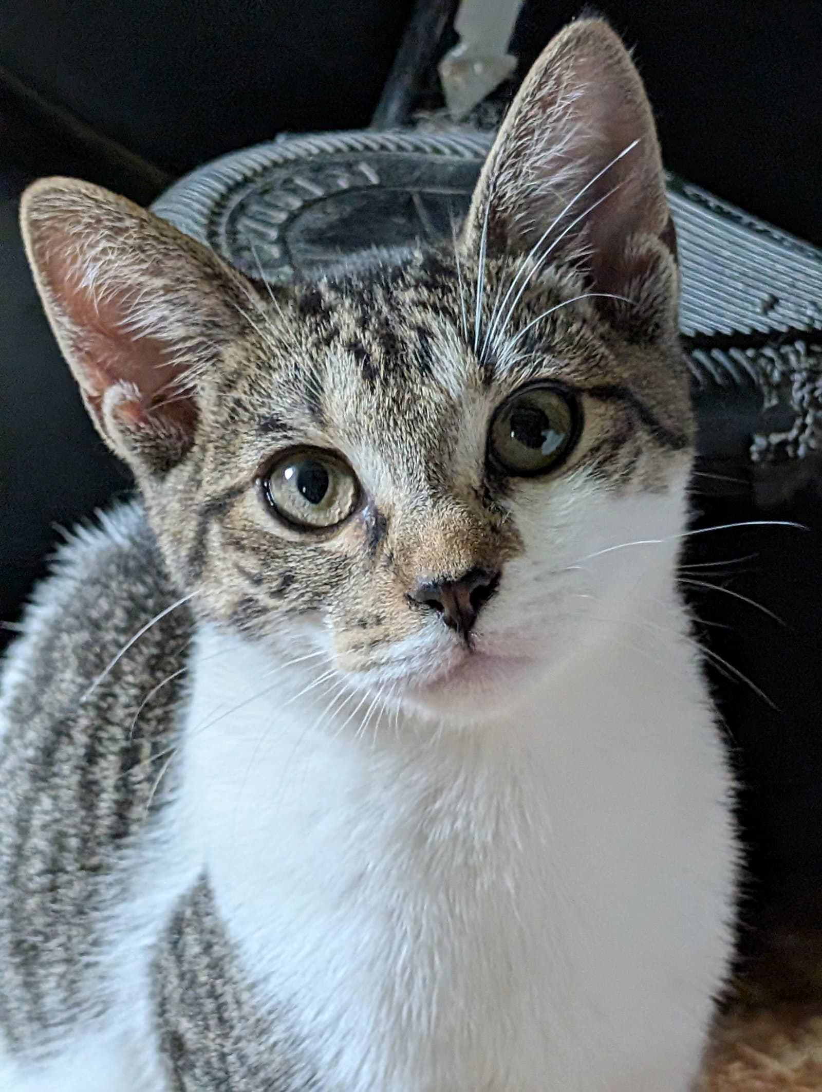 Tiny Tina