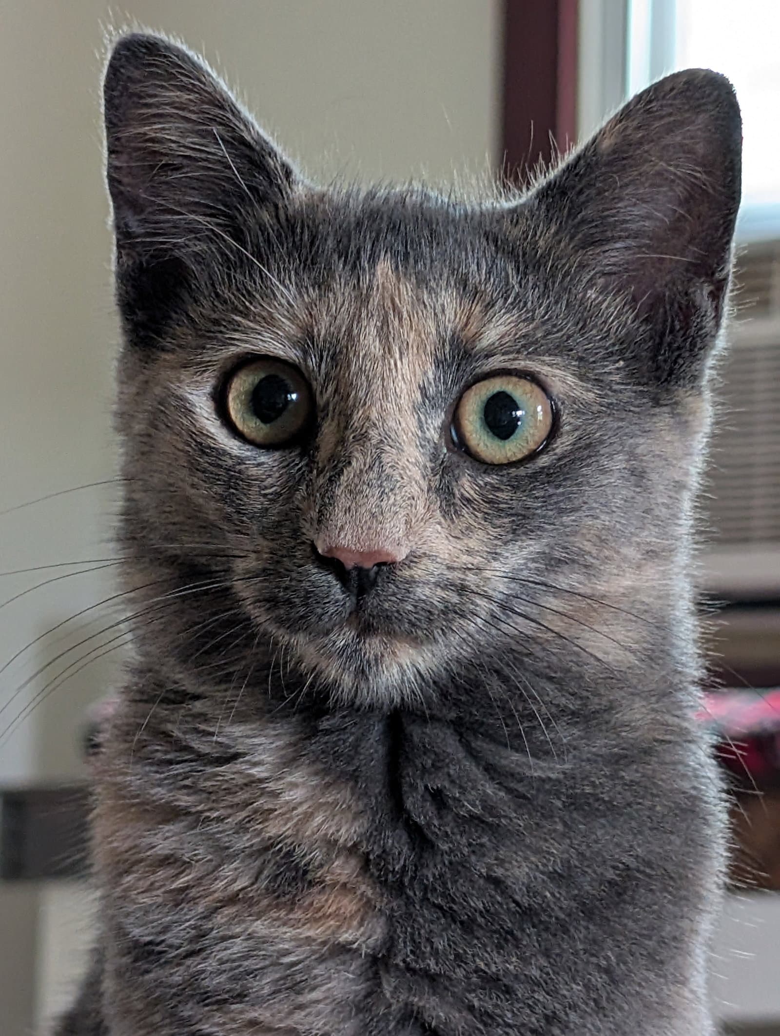 Lady Muffin