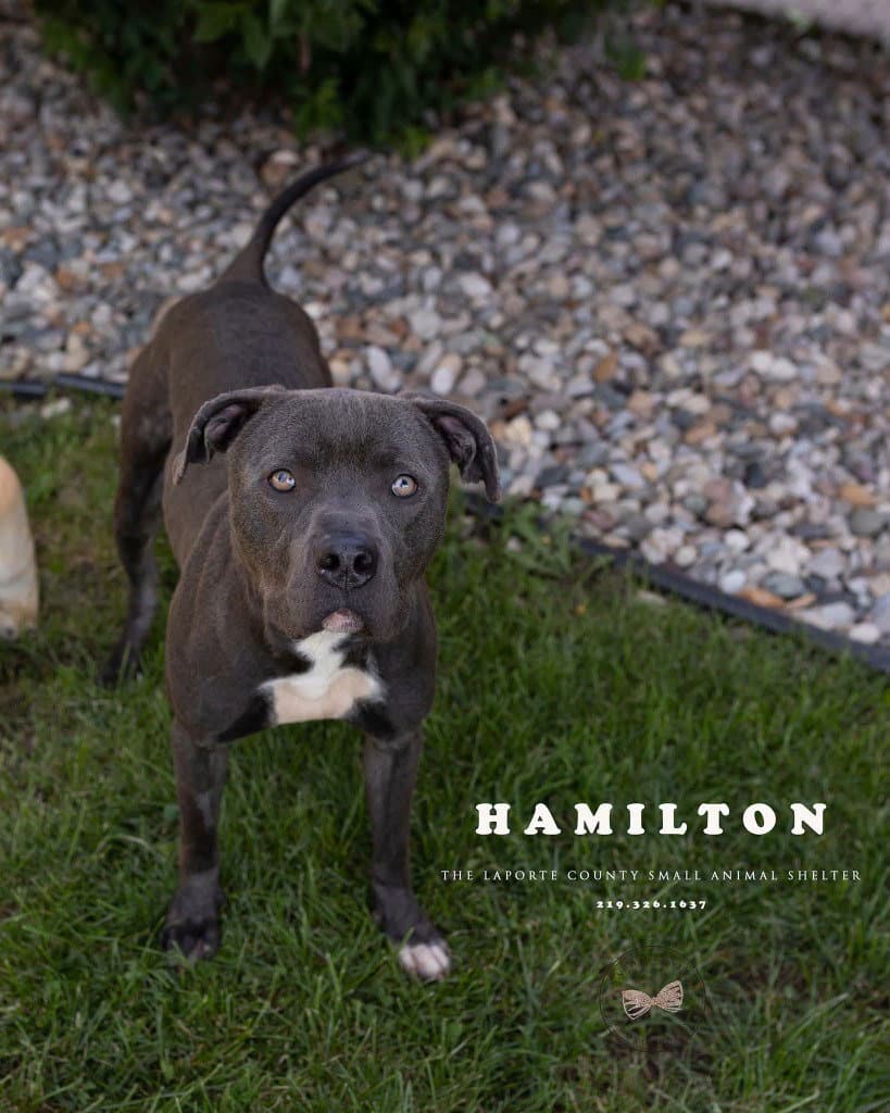 Hamilton