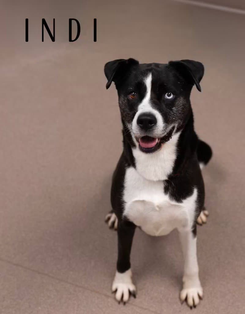 Indi