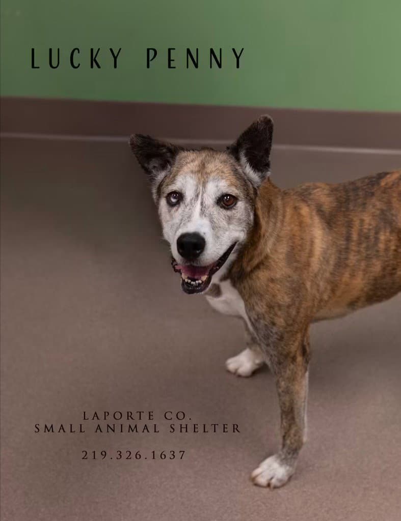 Lucky Penny