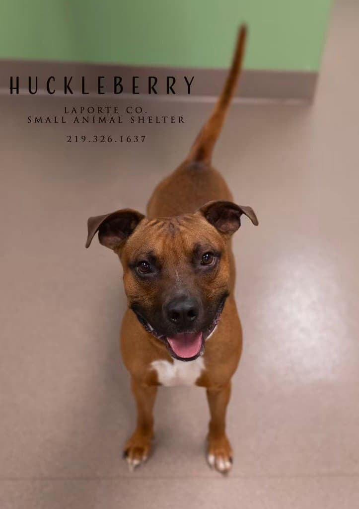 Huckleberry