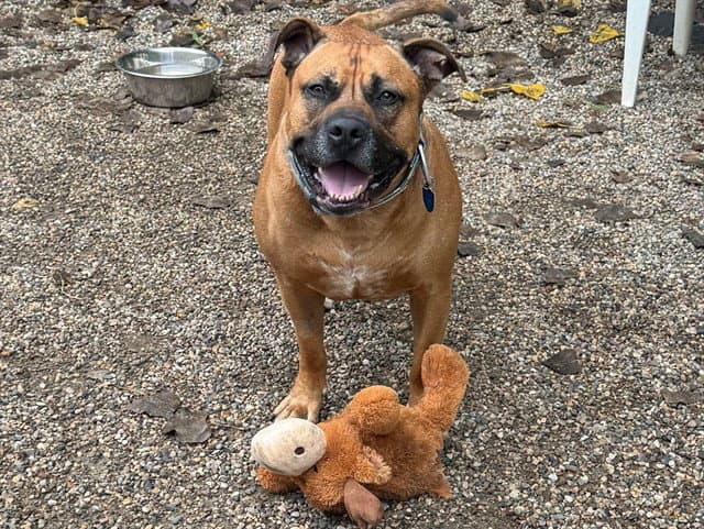 SCOOBY