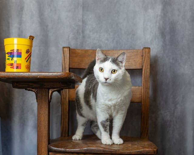 Miso