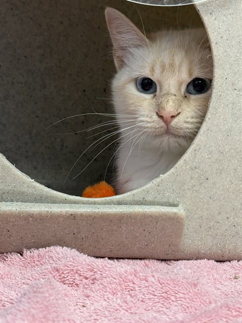 PALOMA