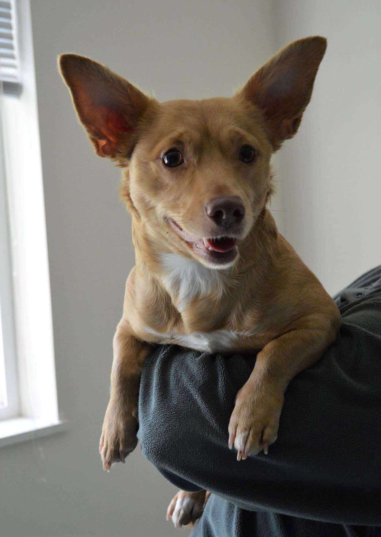 Mia, A Corgi-Dachshund mix