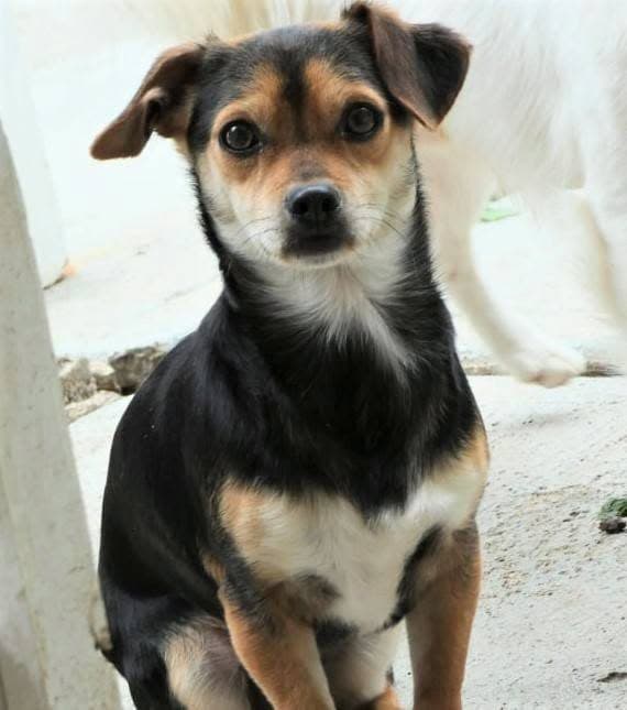 Scout, a Cavalier-Chihuahua mix male