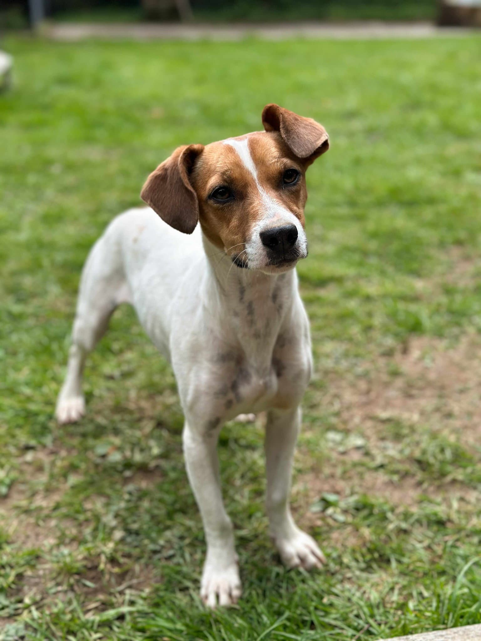 Nissa A Jackawhip (A designer breed)