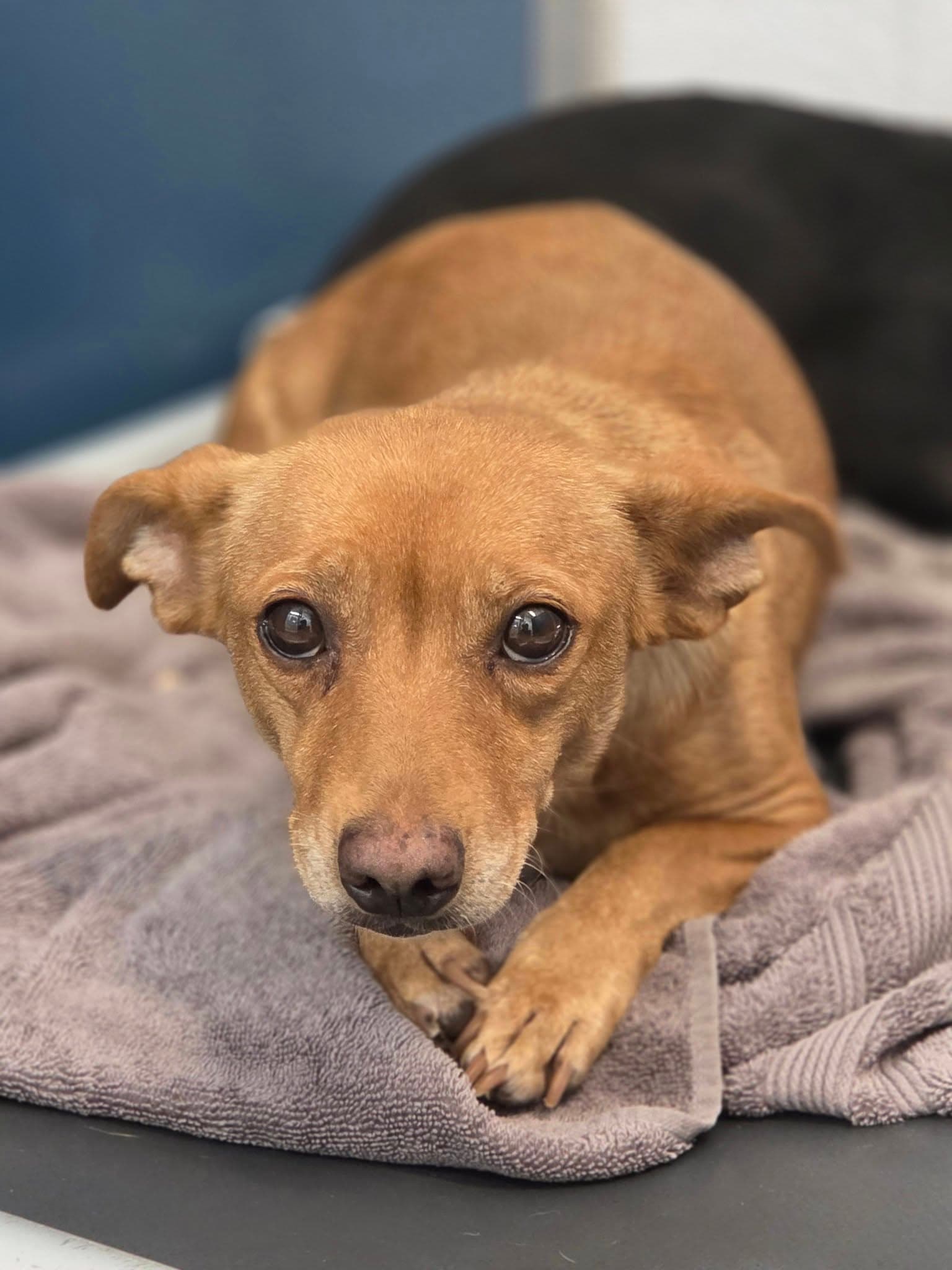 Libby, a Female Dachshund Corgi