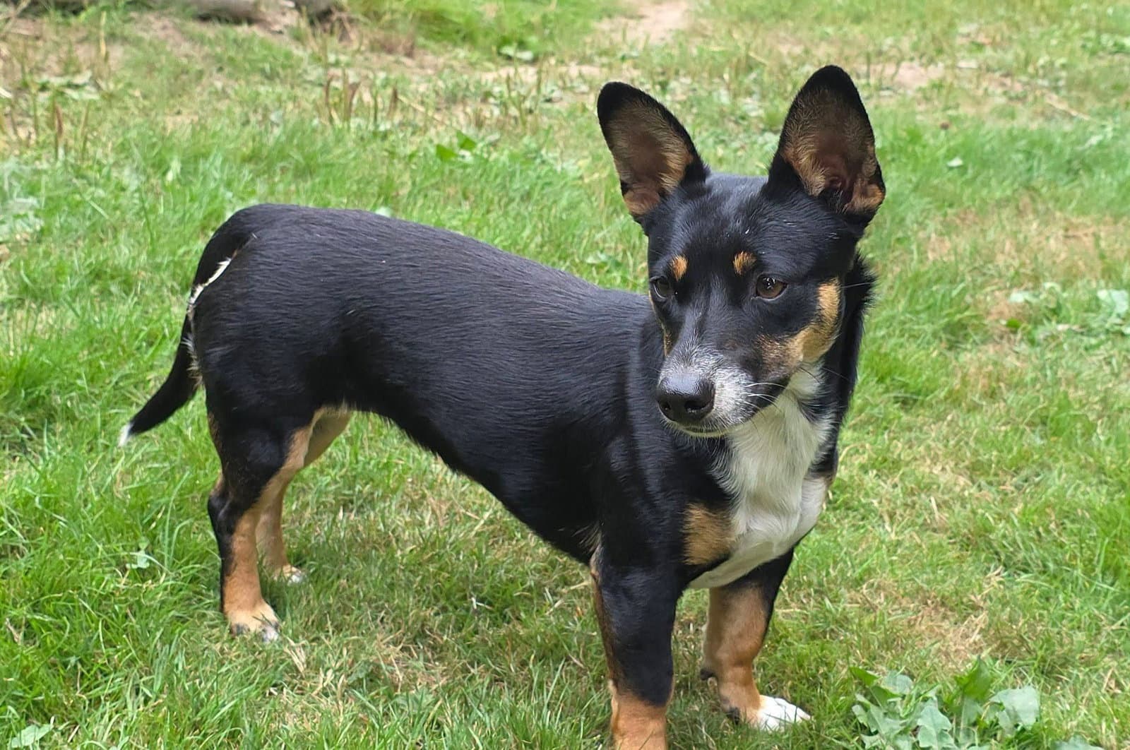Lexxi, a female Dachshund-Corgi mix