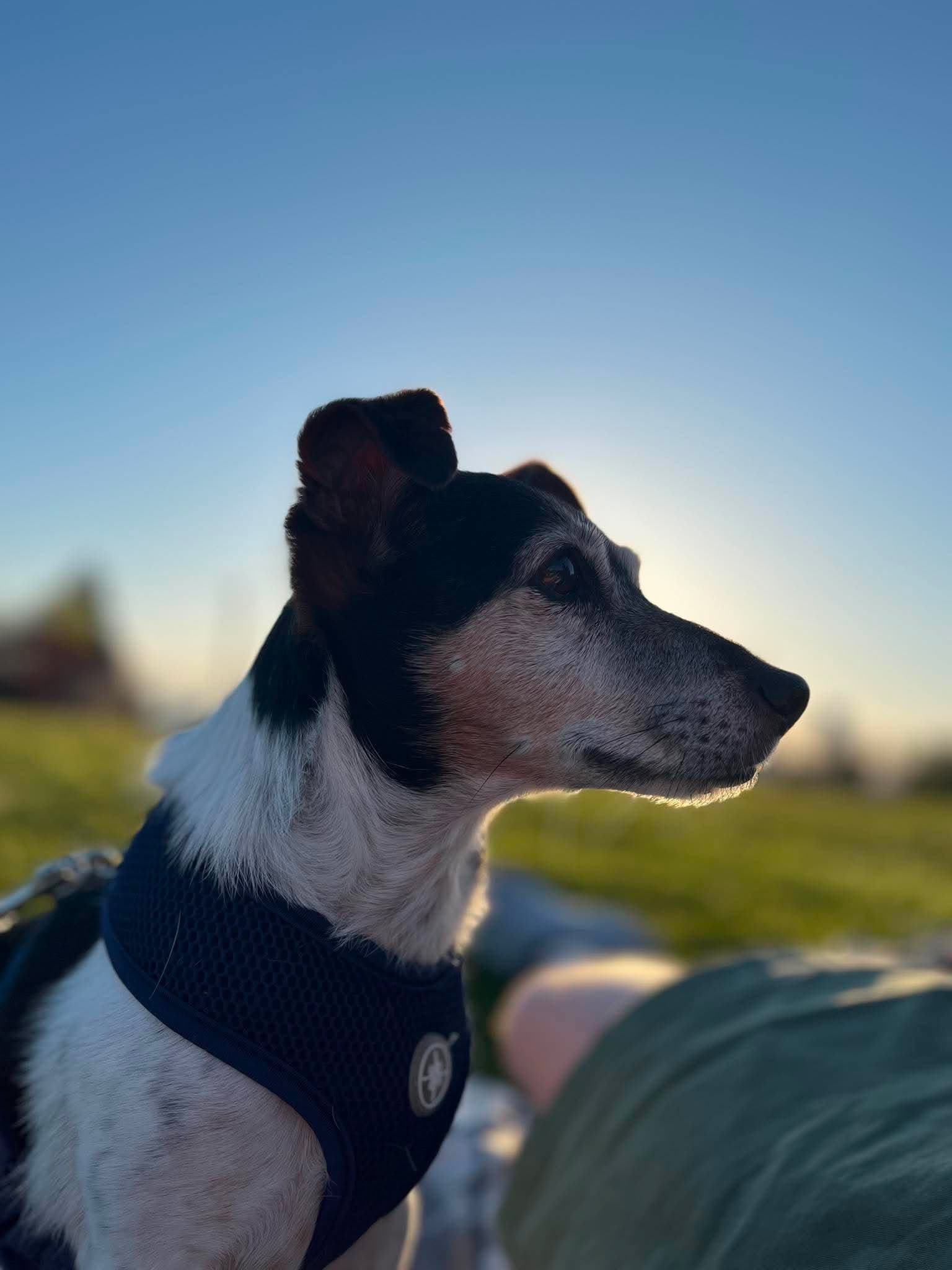 Kiwi a sweet Jack Russell senior