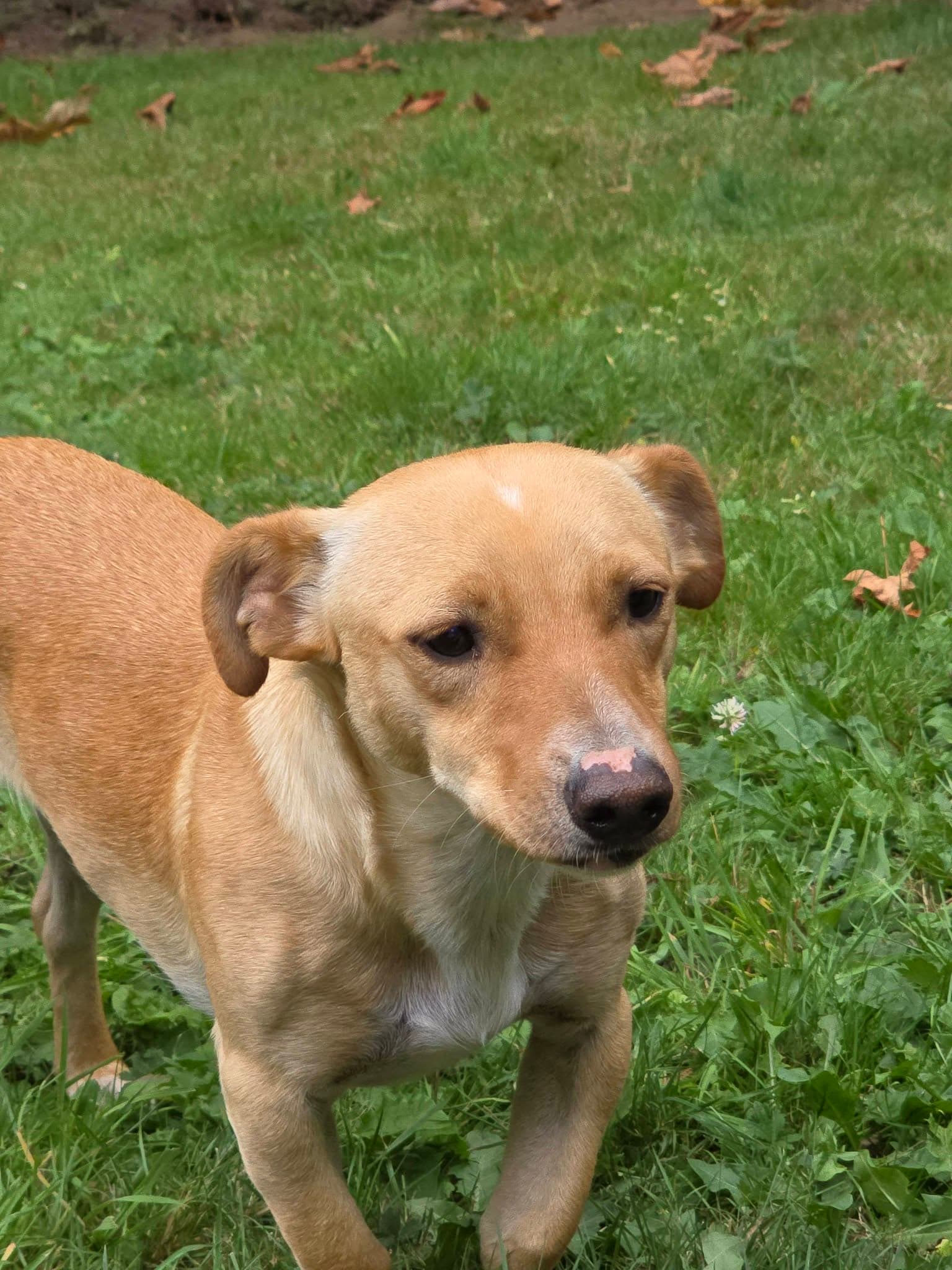 Charlie A Dachshund-Corgi mix male