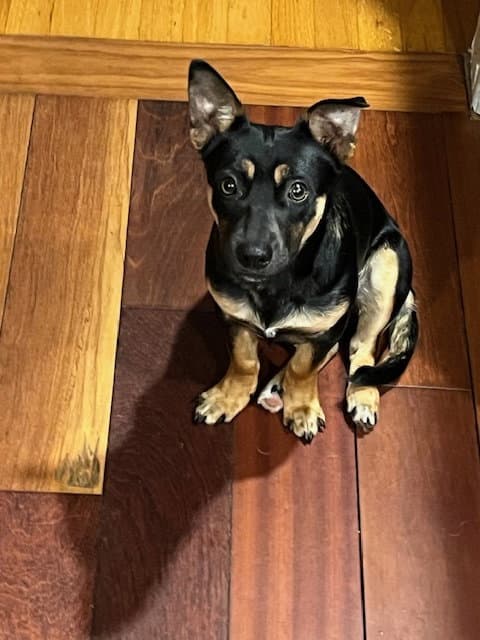 Cody a Daschshund-Corgi mix male