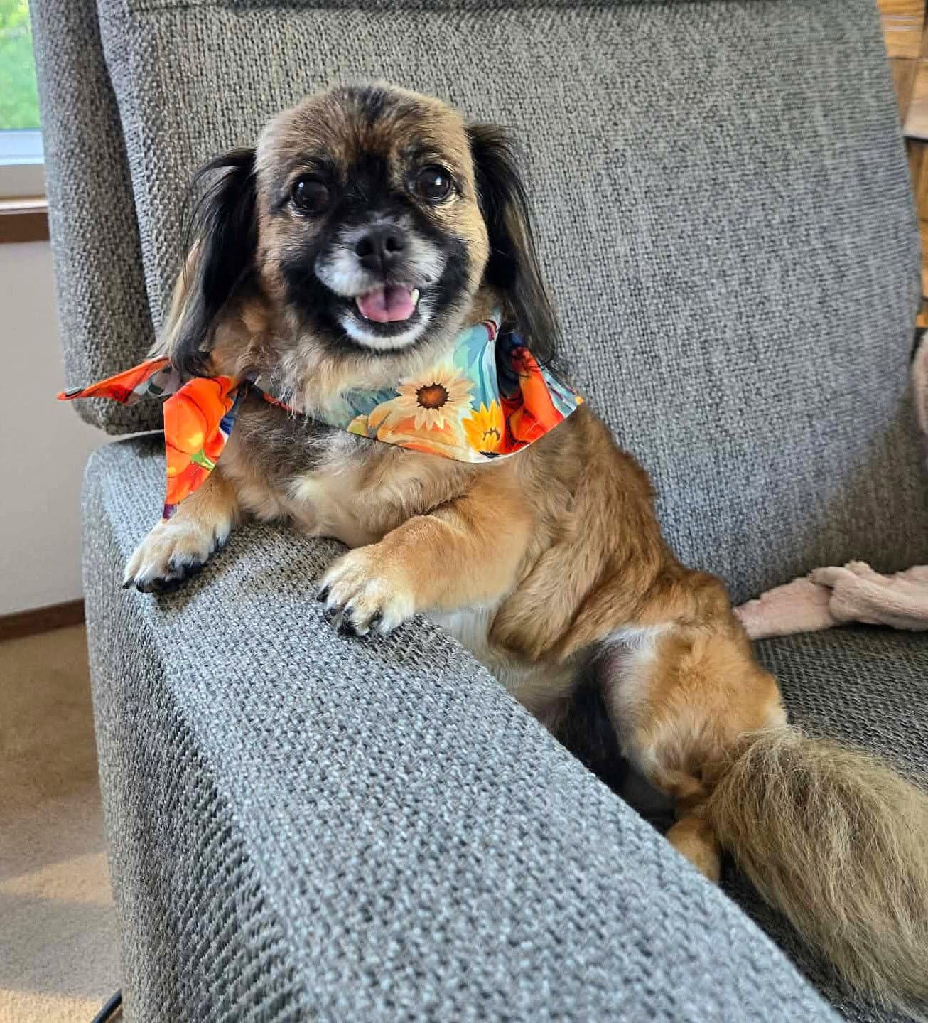 Schell, A Pekingese female