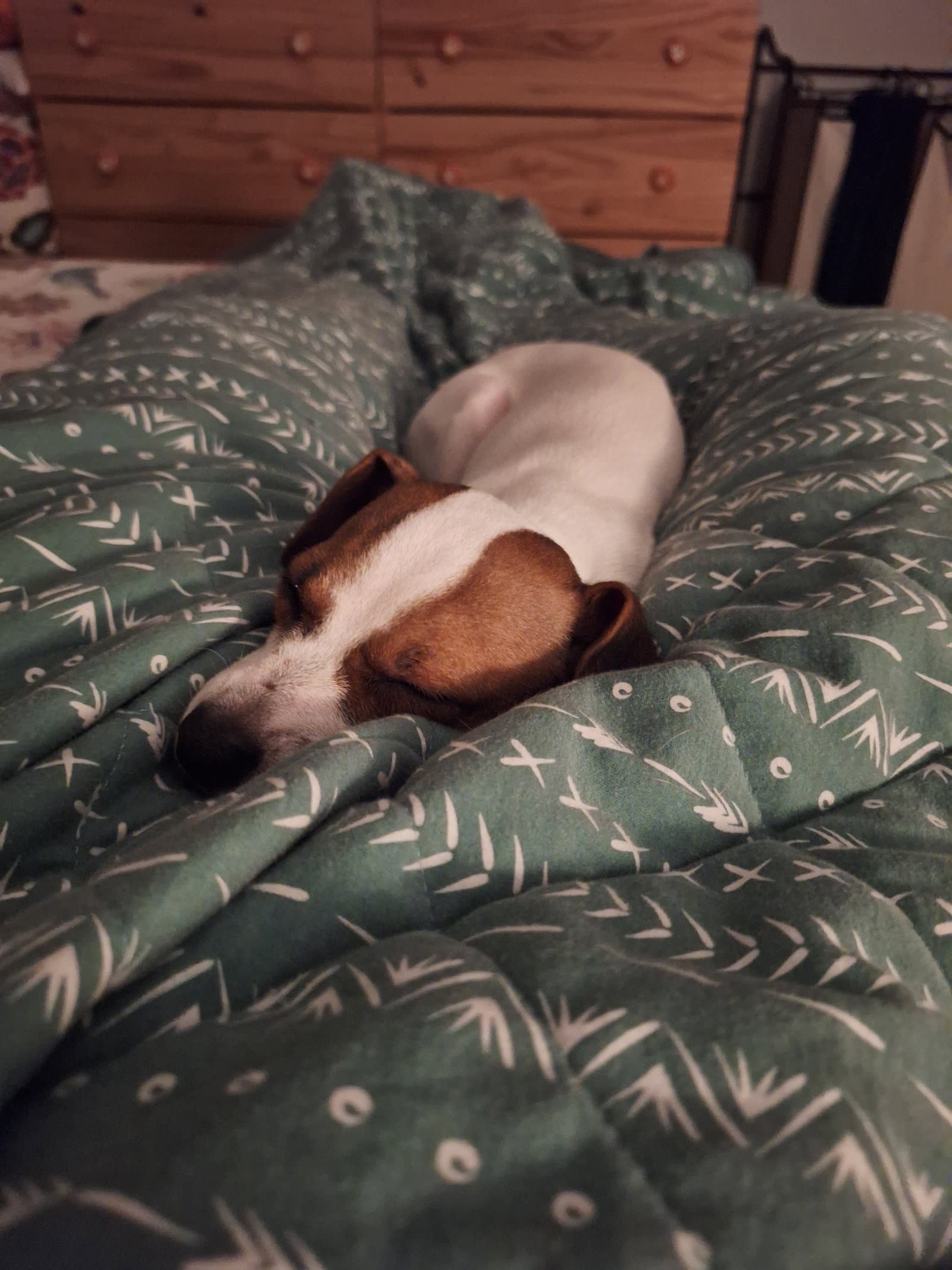 Cleo, a small 1 year old female