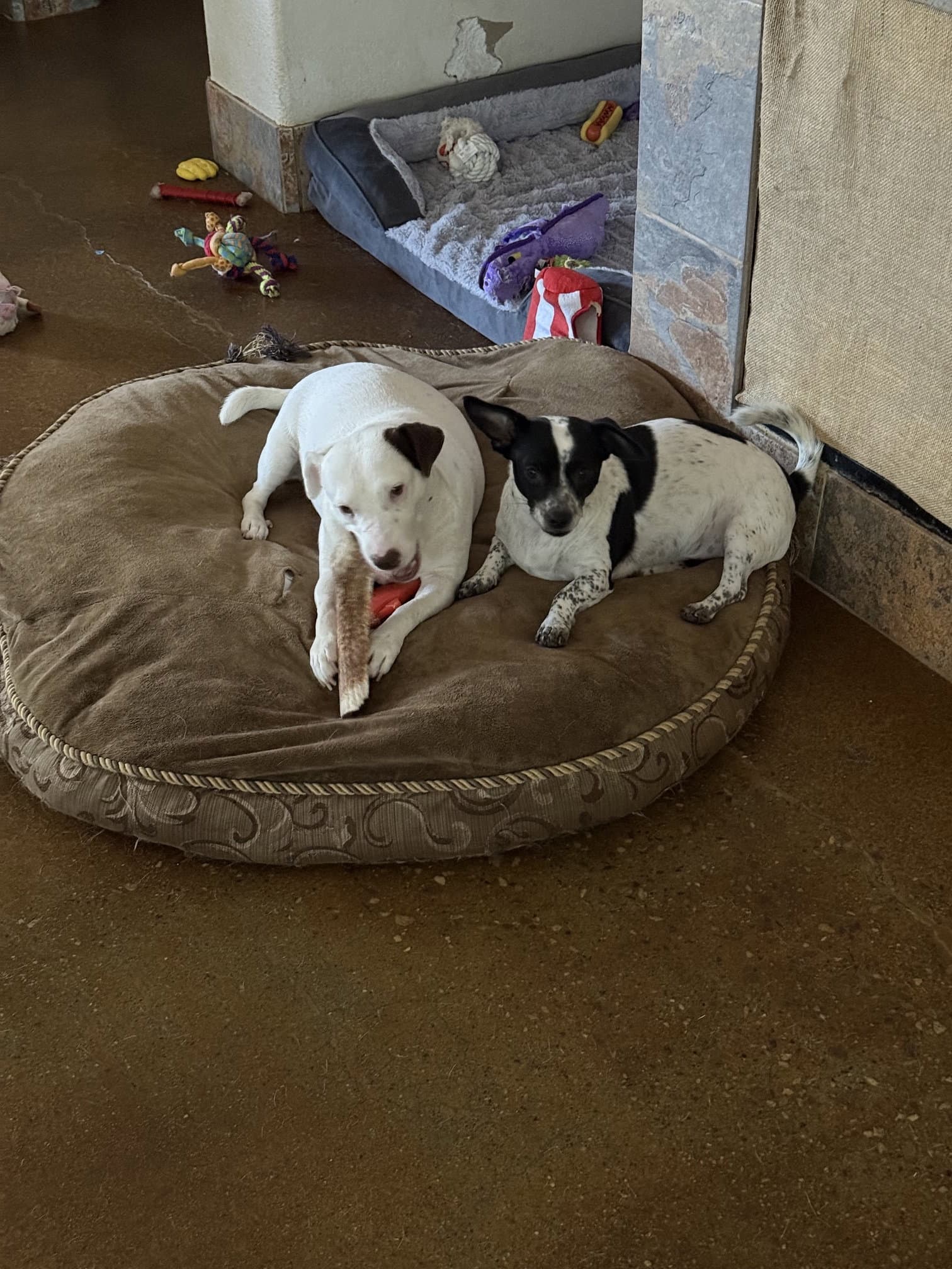 Squeaky & Jordan (*Bonded Pair*)