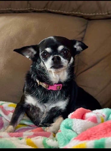 Missy