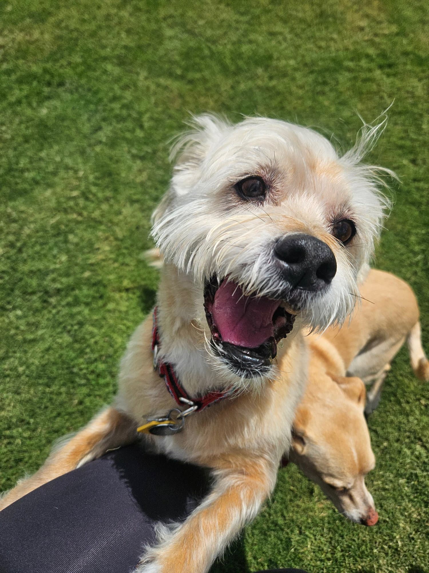 Lexi-Wheaten
