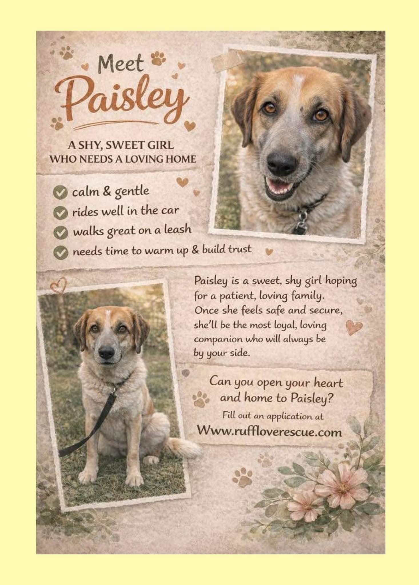 Paisley