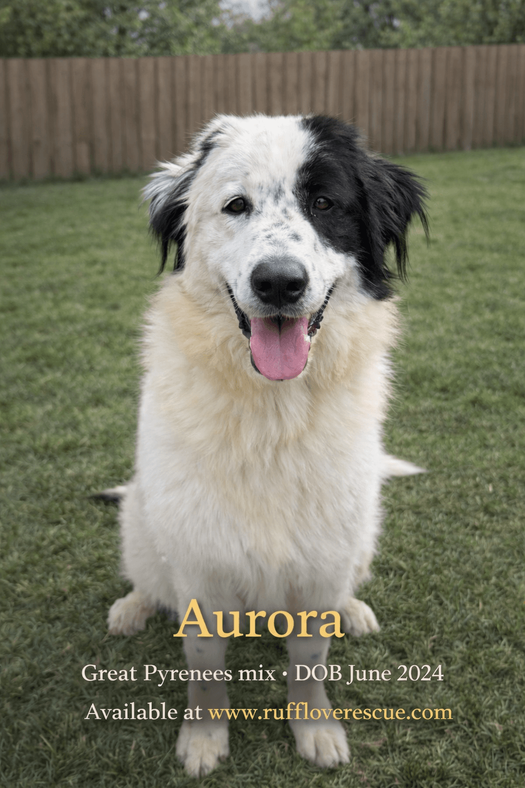 Aurora