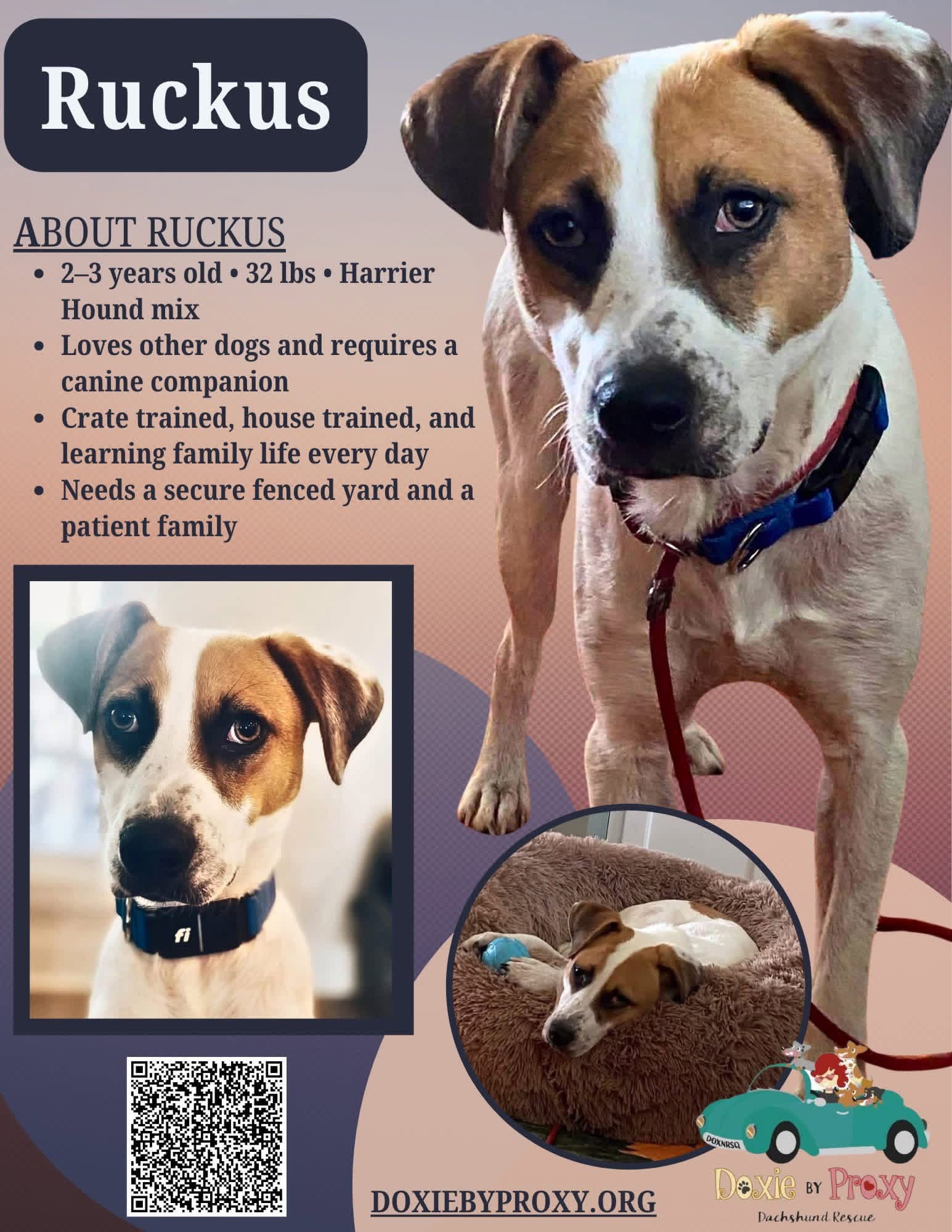 **Courtesy Post** Ruckus