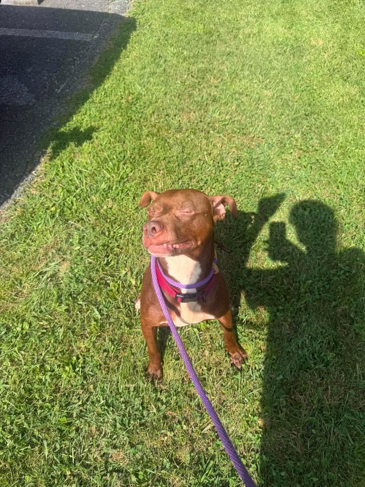 Pup
