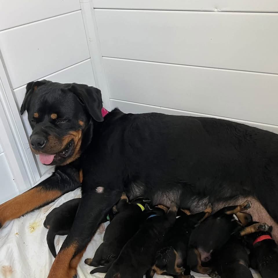 Rottweiler Puppy ( Evangelina)