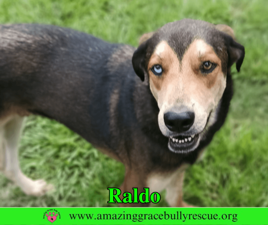 Raldo